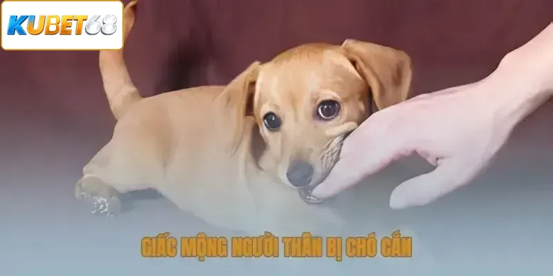 Giấc mộng người thân bị chó cắn chứng tỏ bạn đang gặp phải mâu thuẫn